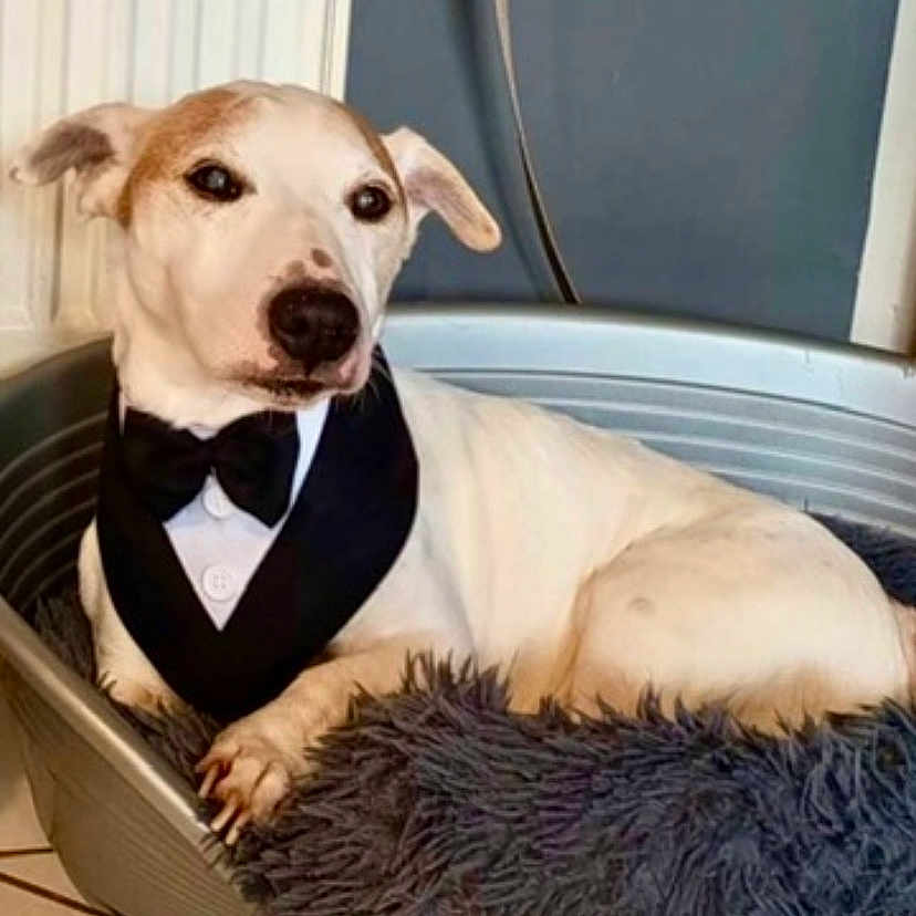 Iman a rejoint le concours — aidez-le/la à gagner de superbes lots ! animal, bed, blanket, bow_tie, canine, cozy, dog, domestic, ears, floor, fur, indoor, looking_away, nose, paw, pet, portrait, resting, tuxedo, white_dog
