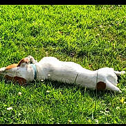 Iman participe au concours pour gagner de l'argent avec cette photo : animal, canine, collar, daylight, dog, field, fur, grass, greenery, lying_down, mammal, nature, outdoor, peaceful, pet, playful, relaxing, resting, summer, sunlight