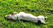 Iman participe au concours pour gagner de l'argent avec cette photo : animal, canine, collar, daylight, dog, field, fur, grass, greenery, lying_down, mammal, nature, outdoor, peaceful, pet, playful, relaxing, resting, summer, sunlight
