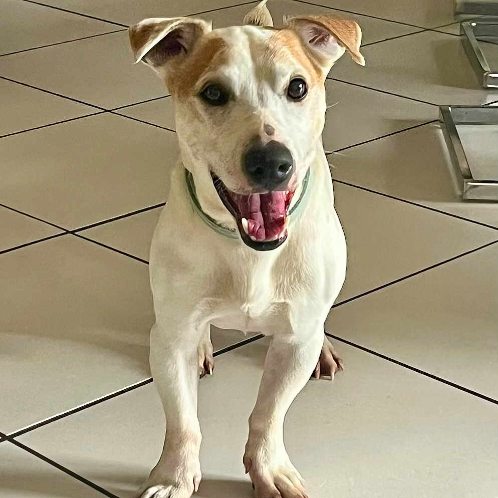 Iman participe au concours pour gagner de l'argent avec cette photo : animal, canine, collar, cute, dog, domestic, ears, floor, friendly, happy, indoor, looking, mammal, pet, playful, smiling, standing, tan, tile, white