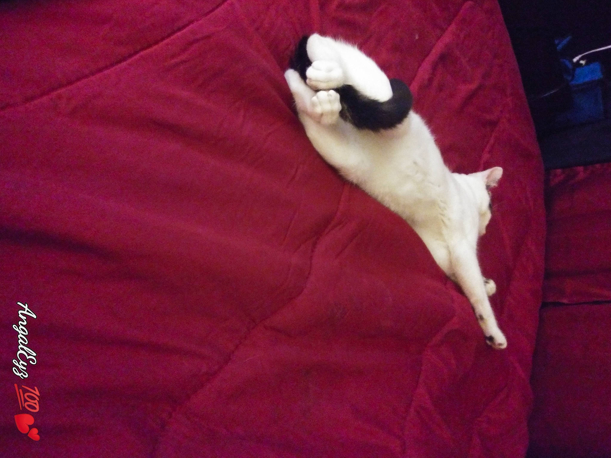 Gus joined the competition — help win amazing prizes! carmine, carnivore, cat, comfort, companion_dog, dog_breed, domestic_short_haired_cat, fawn, felidae, flooring, fur, hardwood, linens, paw, sleeve, small_to_medium_sized_cats, snout, tail, whiskers, wood