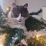 cat, christmas_tree, ornament, red_ball, green_ball, garland, lights, holiday, decorations, festive, indoor, curious, pet, feline, white_wall, beads, pine_needles, celebration, closeup, christmas