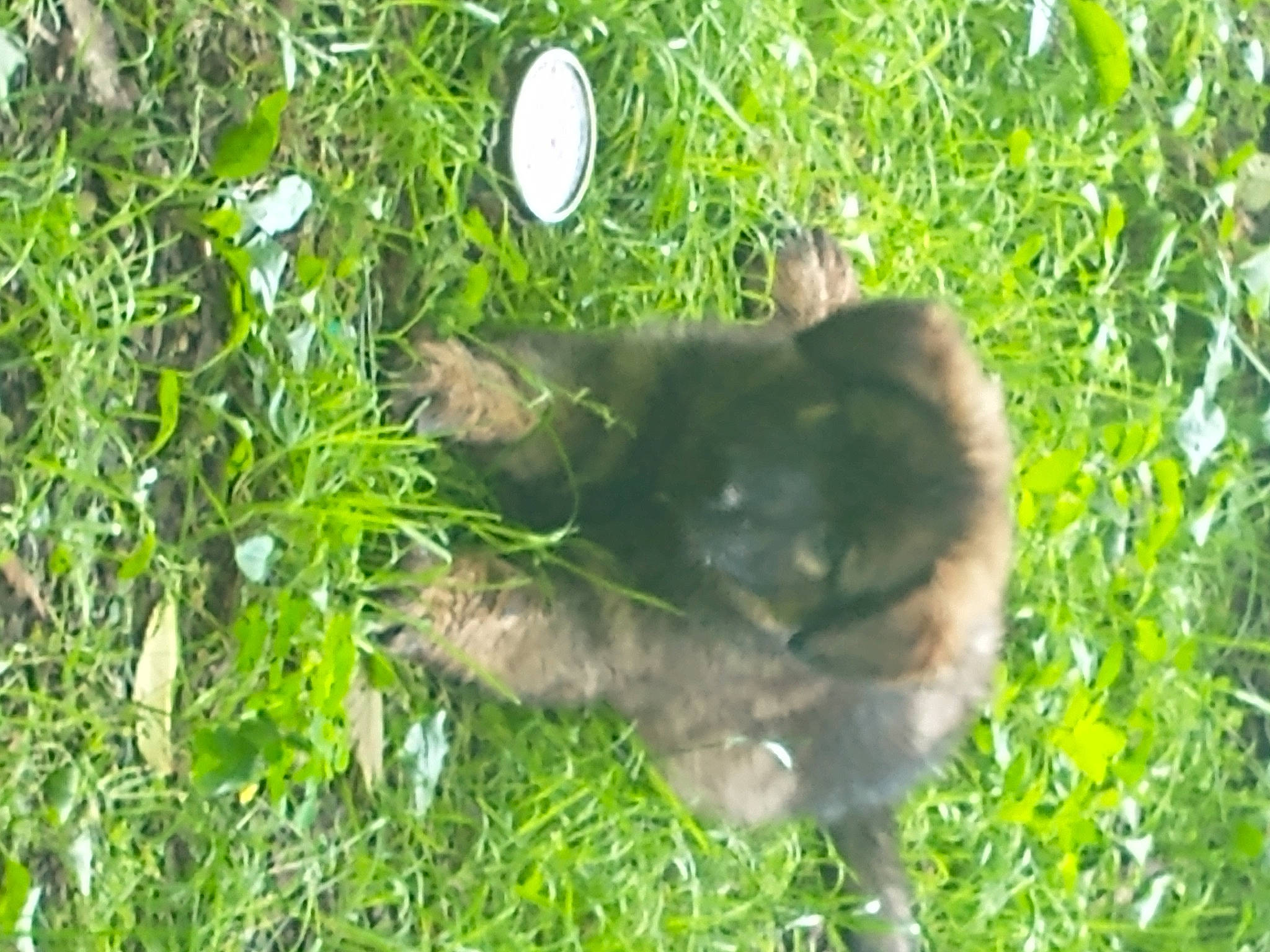 Kaiser is registered to the contest to win money with this photo: canidae, carnivore, cat, companion_dog, dog_breed, domestic_short_haired_cat, felidae, fur, grass, groundcover, plant, shrub, small_to_medium_sized_cats, snout, sporting_group, tail, terrestrial_animal, vertebrate, whiskers, working_animal