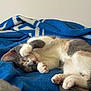 Pokie a rejoint le concours — aidez-le/la à gagner de superbes lots ! cat, kitten, sleeping, paw, blanket, blue, fur, cute, cozy, indoor, pet, animal, resting, soft, whiskers, young, domestic_cat, feline, nap, relaxed