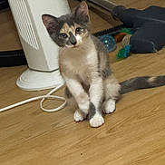 Pokie a rejoint le concours — aidez-le/la à gagner de superbes lots ! kitten, cat, pet, floor, wooden_floor, toy, heater, indoor, animal, fur, sitting, curious, small, domestic_animal, whiskers, paws, tail, playful, household, young