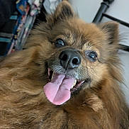 Obi-Wan participe au concours pour gagner de l'argent avec cette photo : dog, tongue, fluffy, pet, indoor, happy, closeup, furry, smiling, nose, ears, bedpost, clothes, background, animal, cute, portrait, face, canine, friendly