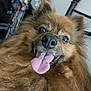 dog, tongue, fluffy, pet, indoor, happy, closeup, furry, smiling, nose, ears, bedpost, clothes, background, animal, cute, portrait, face, canine, friendly