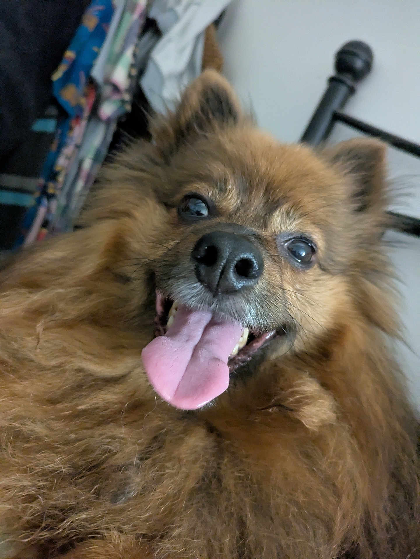 Obi-Wan participe au concours pour gagner de l'argent avec cette photo : dog, tongue, fluffy, pet, indoor, happy, closeup, furry, smiling, nose, ears, bedpost, clothes, background, animal, cute, portrait, face, canine, friendly