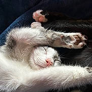 Pinky is registered to the contest to win money with this photo: kitten, cat, sleeping, stretching, paws, fur, cute, pet, animal, whiskers, relaxed, closeup, indoor, nap, adorable, soft, feline, pink_nose, cozy, resting