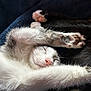 kitten, cat, sleeping, stretching, paws, fur, cute, pet, animal, whiskers, relaxed, closeup, indoor, nap, adorable, soft, feline, pink_nose, cozy, resting