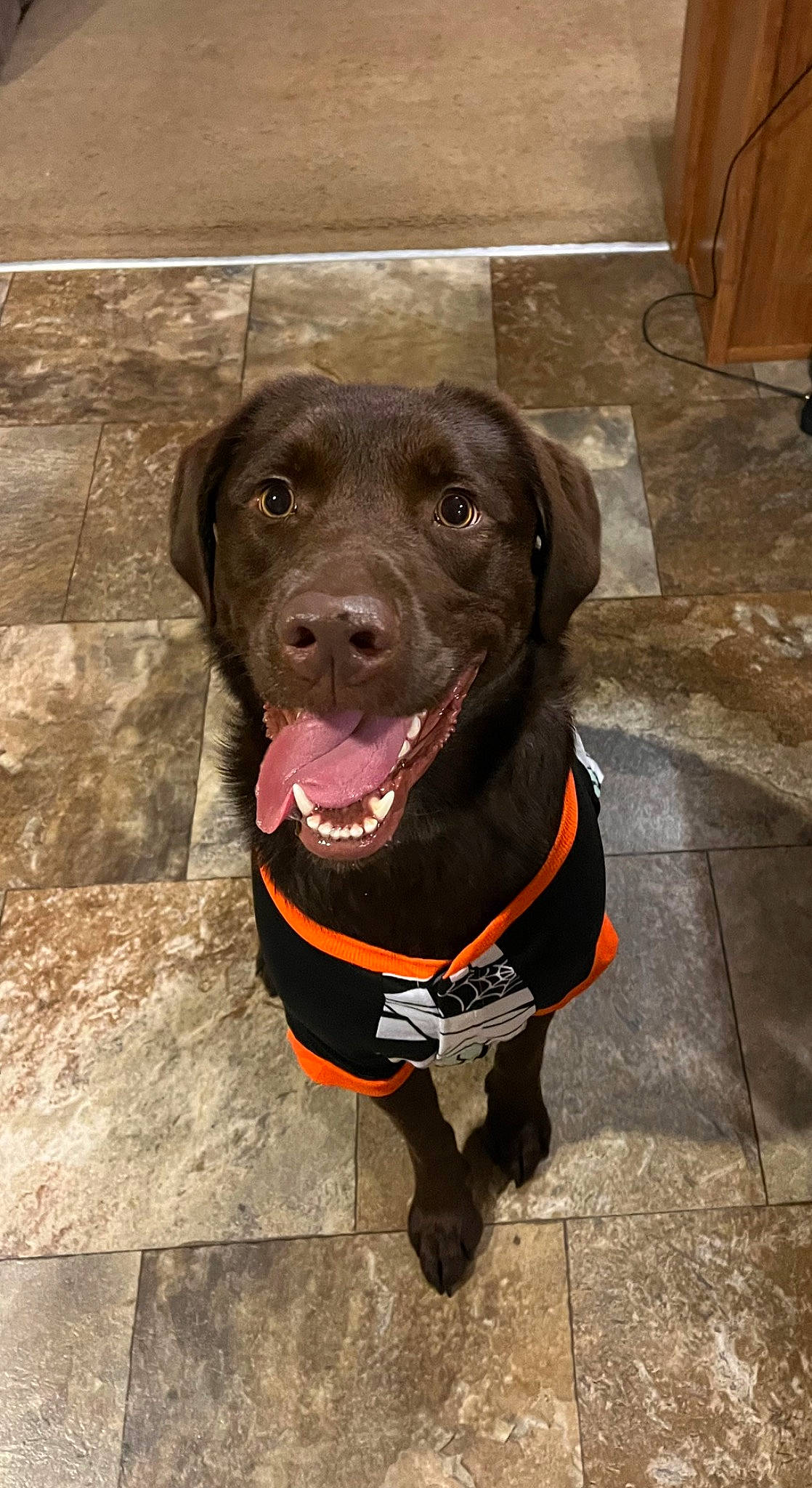 Annie is registered to the contest to win money with this photo: borador, canidae, carnivore, collar, companion_dog, dog, dog_breed, dog_collar, dog_supply, fashion_accessory, fawn, firefighter, fur, gun_dog, leash, liver, pet_supply, snout, sporting_group, working_animal