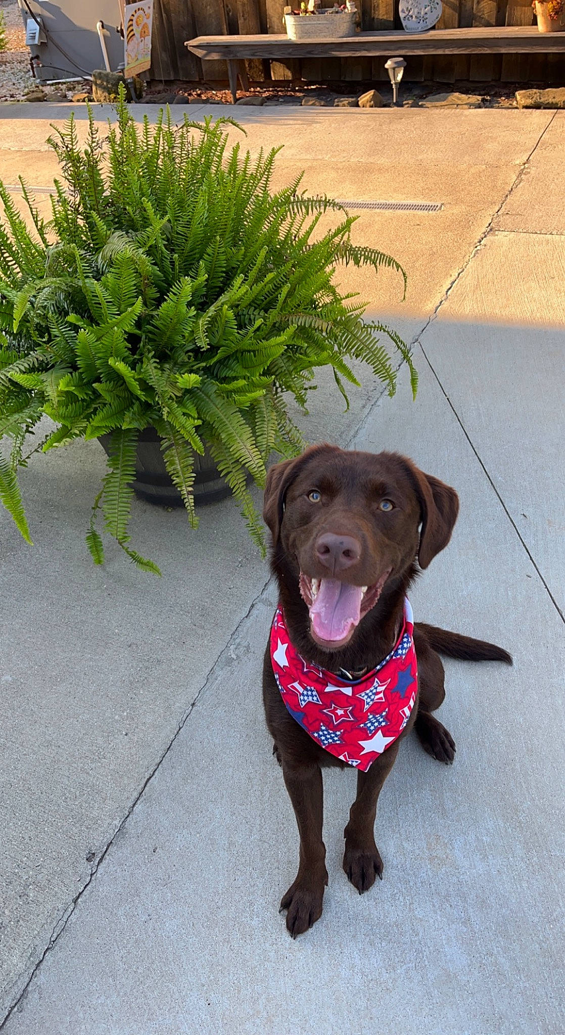 Annie joined the competition — help win amazing prizes! carnivore, collar, companion_dog, dog, dog_breed, dog_collar, fashion_accessory, grass, groundcover, herb, leash, liver, pet_supply, plant, road_surface, shrub, sidewalk, snout, terrestrial_plant, working_animal
