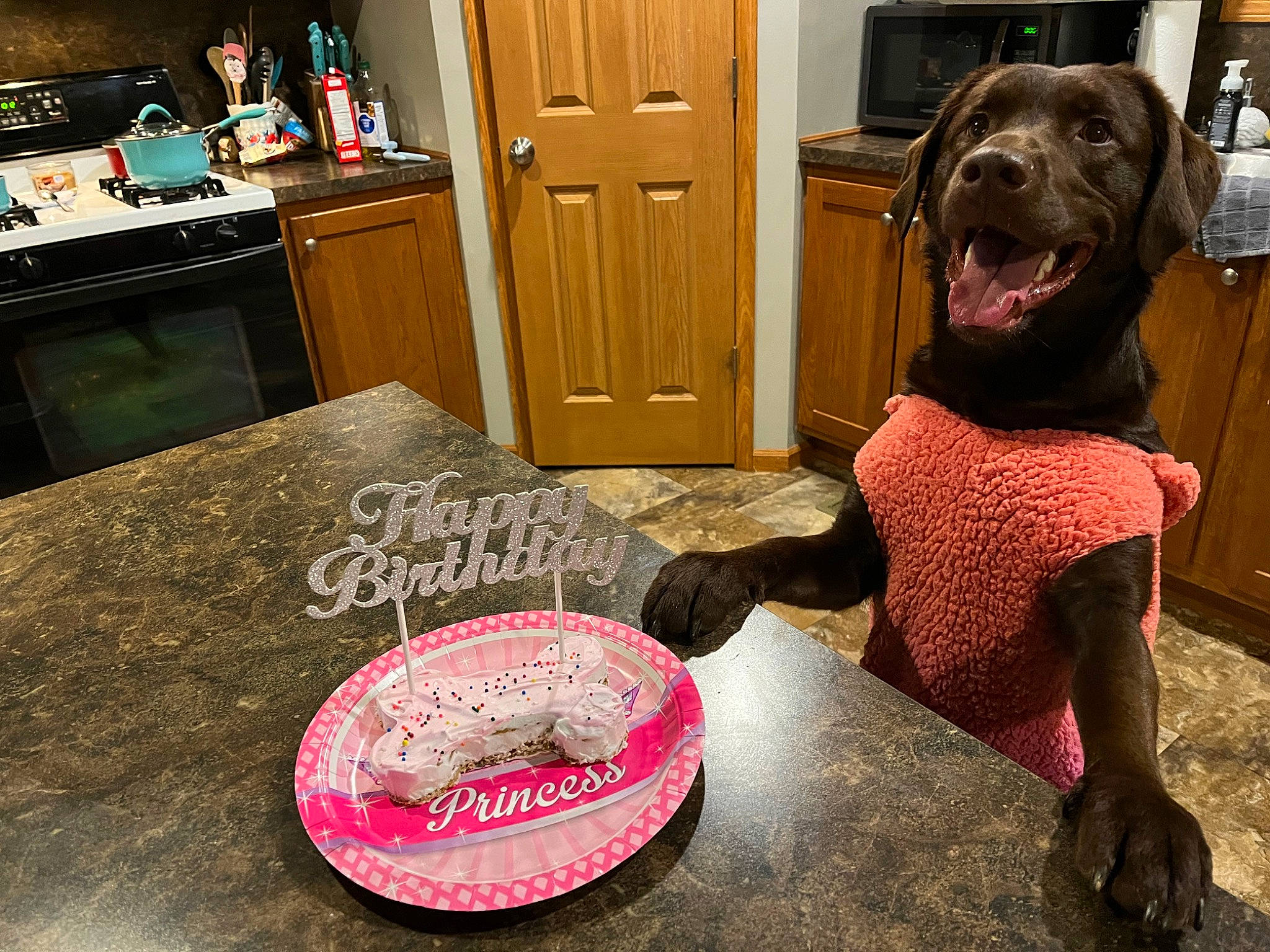 Annie is registered to the contest to win money with this photo: cabinetry, cake_decorating, chair, chest_of_drawers, companion_dog, dessert, dog, dog_breed, drawer, floor, flooring, food, hardwood, kitchen_appliance, plate, serveware, sugar_cake, table, tableware, wood