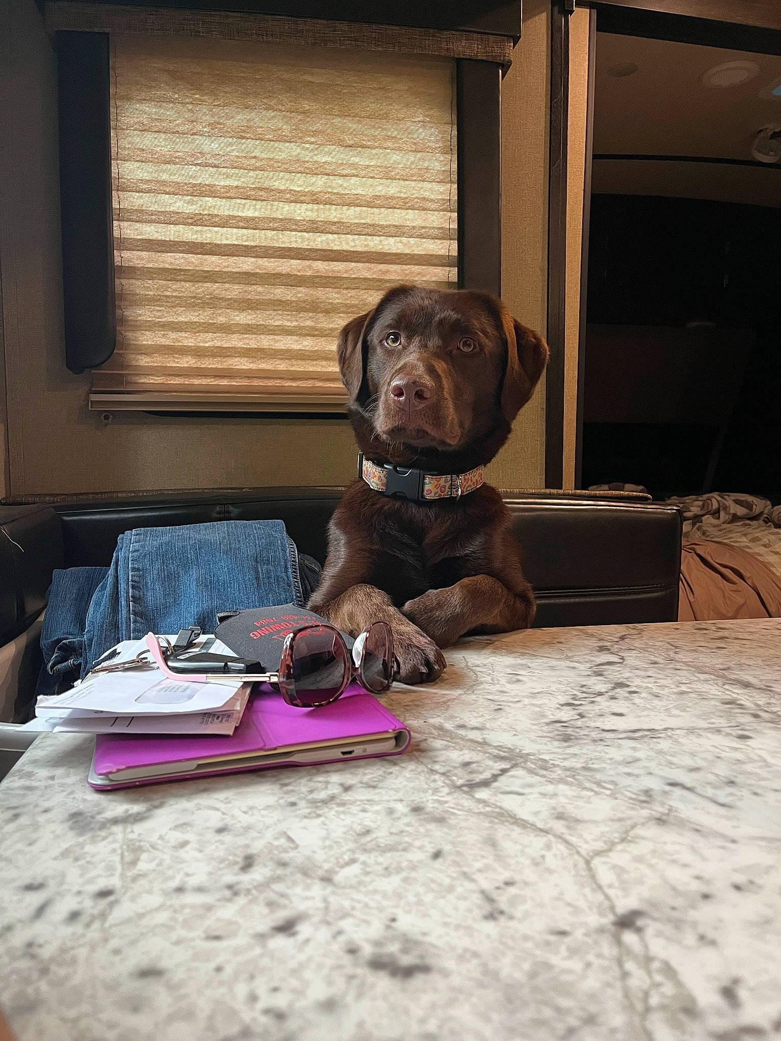 Annie joined the competition — help win amazing prizes! art, canidae, carnivore, comfort, companion_dog, dog, dog_breed, fawn, floor, flooring, liver, room, sitting, sporting_group, tints_and_shades, toy, window, window_blind, wood, working_animal