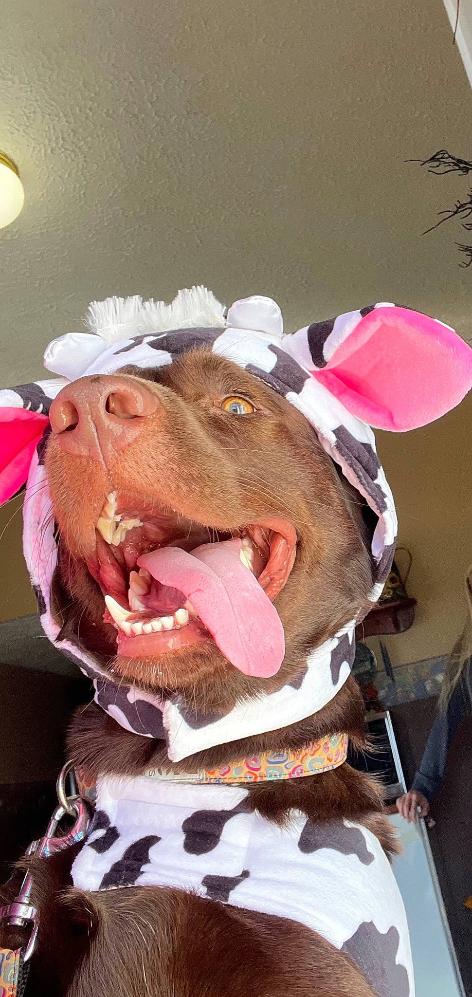 Annie joined the competition — help win amazing prizes! carnivore, collar, dog, dog_breed, ear, fang, fawn, fur, head, jaw, liver, mouth, personal_protective_equipment, pink, smile, snout, sporting_group, whiskers, working_animal, yawn