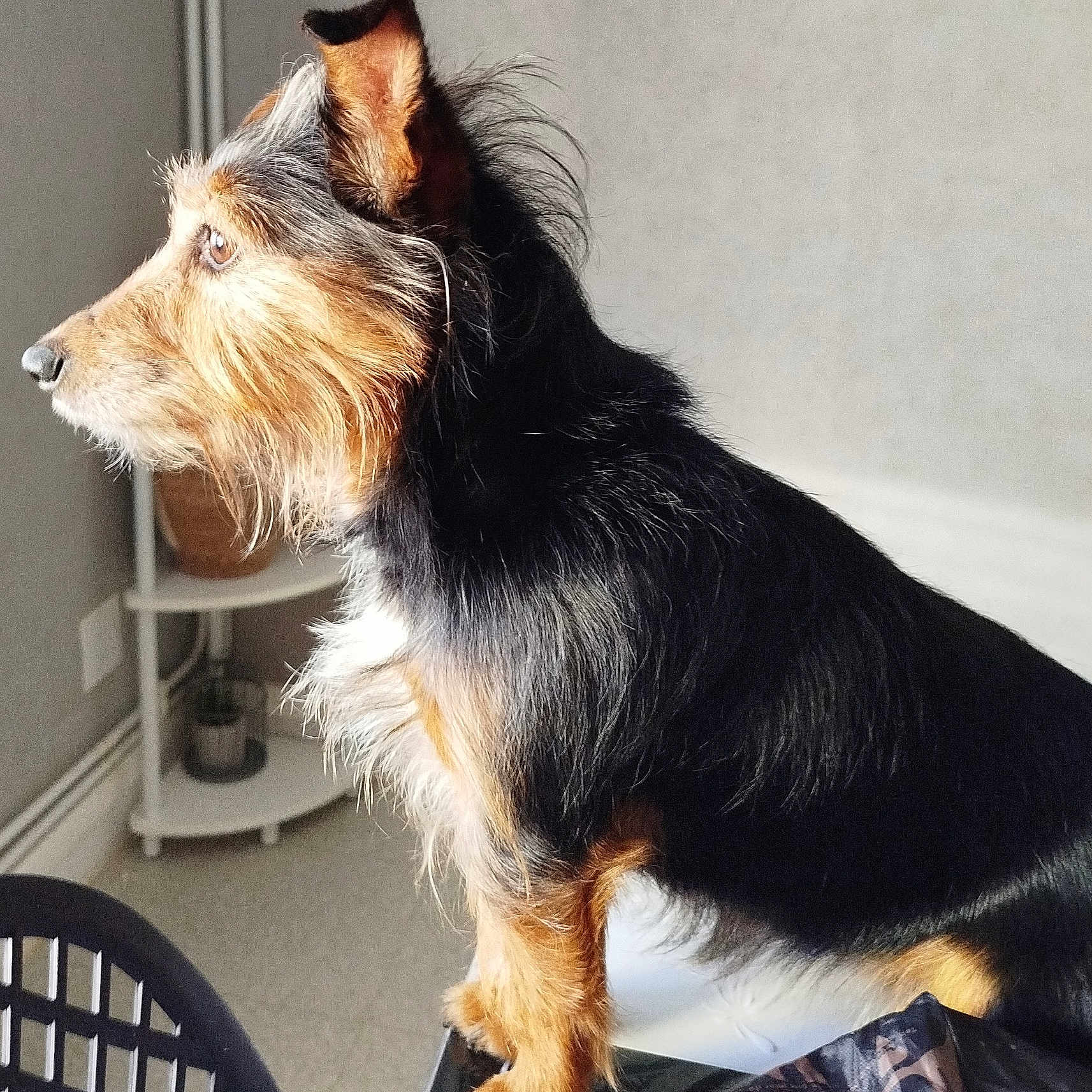 Nina participe au concours pour gagner de l'argent avec cette photo : accessories, airedale, animal, ball, canine, chair, collie, couch, dog, furniture, germanshepherd, hound, indoors, pet, plant, pottedplant, puppy, strap, table, terrier