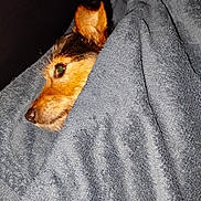 Nenette participe au concours pour gagner de l'argent avec cette photo : animal, black, blanket, brown, comfort, cozy, cute, dog, ear, face, fur, indoor, pet, portrait, relax, resting, side_view, sleepy, snout, warm