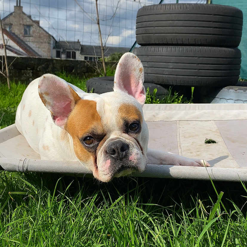 Teddy a rejoint le concours — aidez-le/la à gagner de superbes lots ! alloywheel, animal, boxer, bulldog, canine, car, dog, frenchbulldog, grass, lawn, machine, nature, outdoors, pet, pitbull, plant, puppy, spoke, tire, wheel