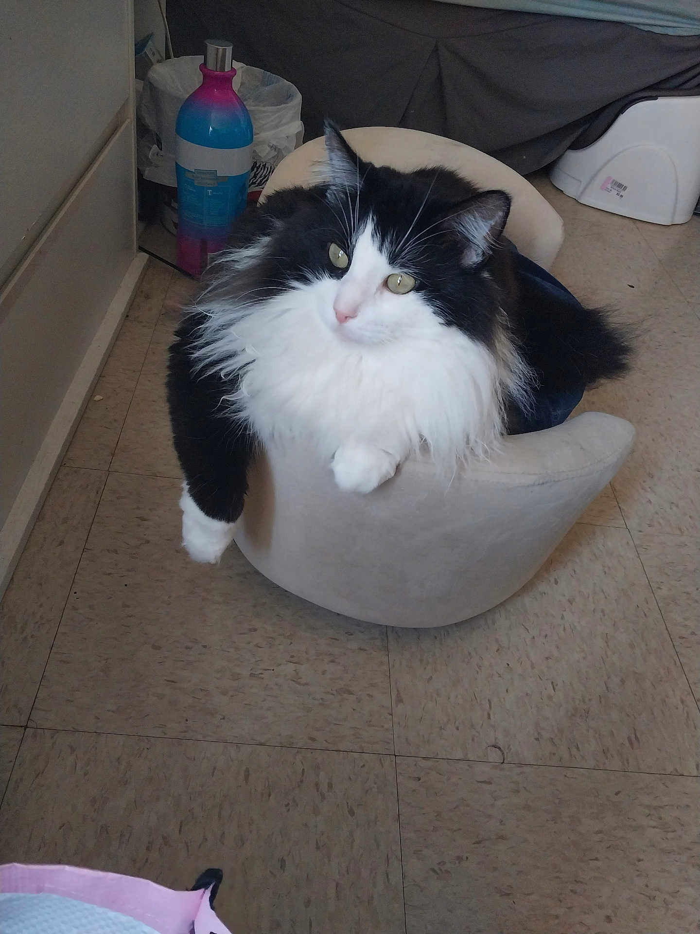 Enzo