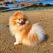 Prime a rejoint le concours — aidez-le/la à gagner de superbes lots ! dog, pomeranian, fluffy, beach, rocks, water, outdoor, sunlight, happy, pet, animal, nature, sand, tongue_out, small_dog, fur, sitting, landscape, daytime, cute
