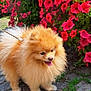 Prime participe au concours pour gagner de l'argent avec cette photo : dog, pomeranian, fluffy, pet, animal, flower, pink_flower, greenery, cobblestone, outdoor, sunlight, leash, walking, nature, cute, small_dog, garden, happy, tongue_out, fur