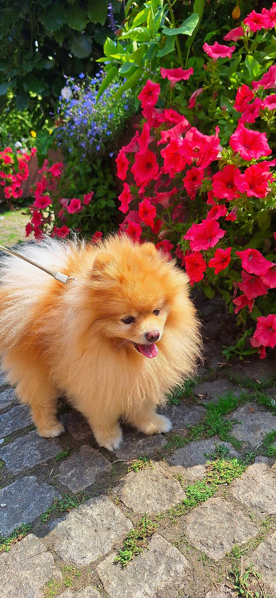 Prime participe au concours pour gagner de l'argent avec cette photo : dog, pomeranian, fluffy, pet, animal, flower, pink_flower, greenery, cobblestone, outdoor, sunlight, leash, walking, nature, cute, small_dog, garden, happy, tongue_out, fur