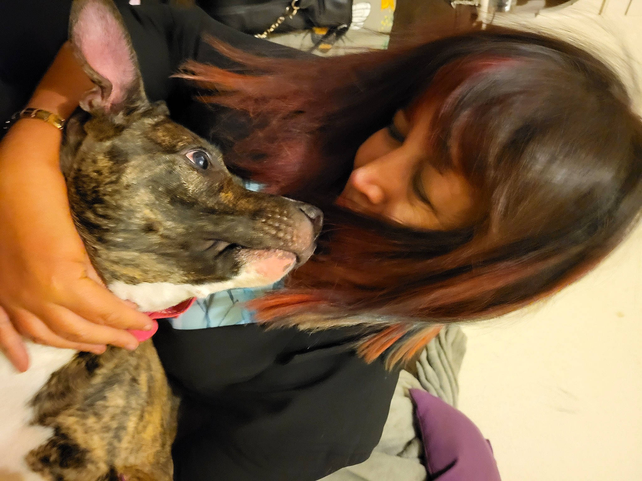 Molly is registered to the contest to win money with this photo: canidae, carnivore, collar, companion_dog, dog, dog_breed, dog_collar, ear, fawn, fur, gesture, giant_dog_breed, guard_dog, herding_dog, liver, snout, sporting_group, whiskers, wildlife_biologist, working_dog