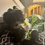 Elsbeth is registered to the contest to win money with this photo: dog, black_dog, indoor, couch, blanket, pillow, fur, pet, animal, cozy, hair_clip, patterned, fabric, resting, cute, small_dog, home, fur_texture, relaxing, domestic