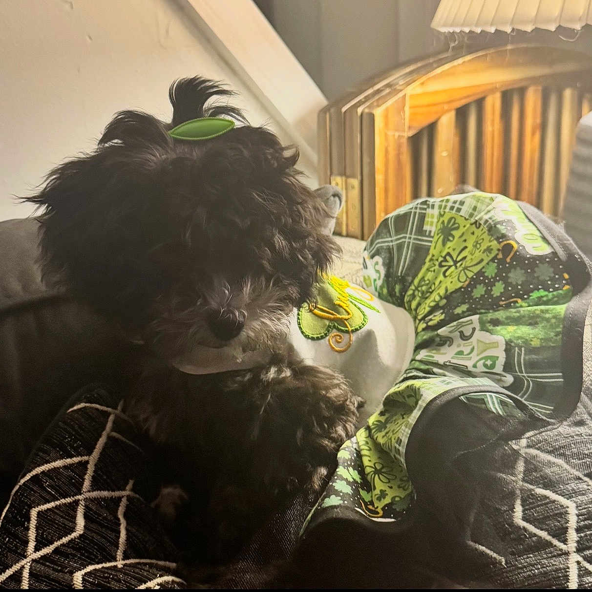 Elsbeth is registered to the contest to win money with this photo: dog, black_dog, indoor, couch, blanket, pillow, fur, pet, animal, cozy, hair_clip, patterned, fabric, resting, cute, small_dog, home, fur_texture, relaxing, domestic