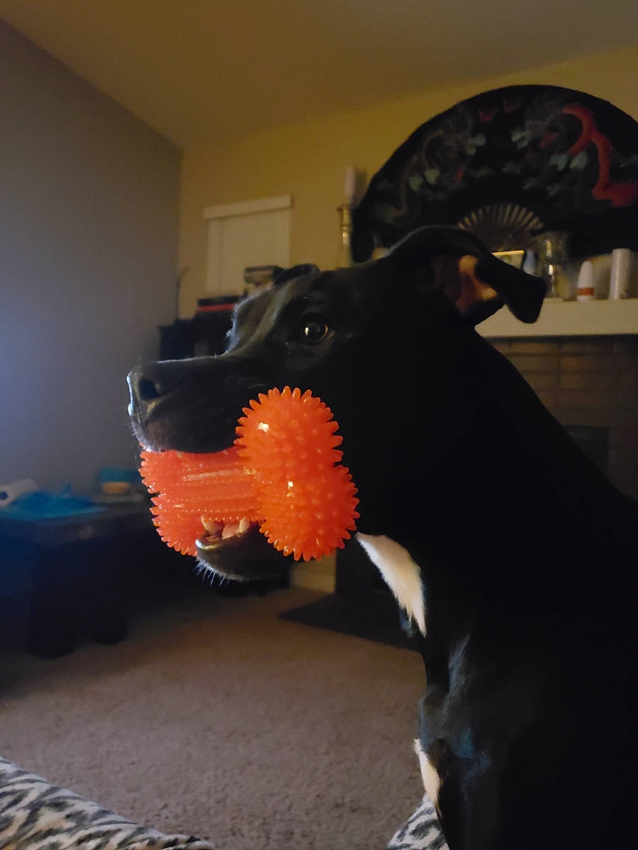 Raider is registered to the contest to win money with this photo: canidae, carnivore, dog, dog_breed, ear, guard_dog, jaw, non_sporting_group, room, snout, tail