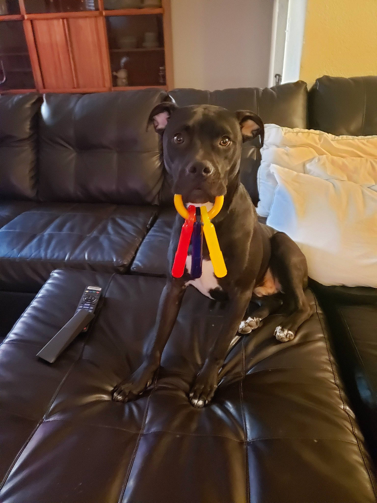 Raider joined the competition — help win amazing prizes! canidae, carnivore, companion_dog, dog, dog_breed, furniture, non_sporting_group, patterdale_terrier, sporting_group