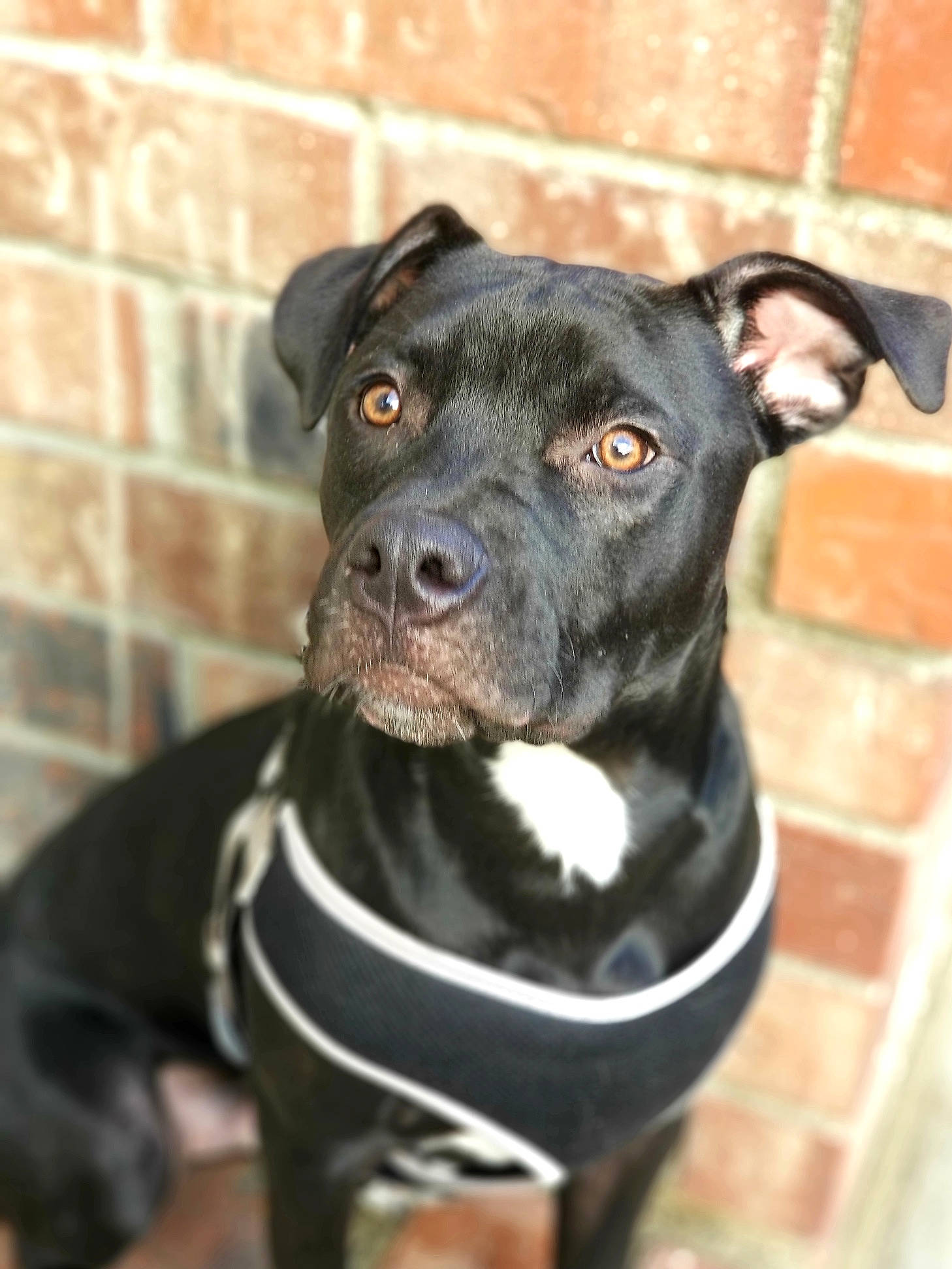 Raider joined the competition — help win amazing prizes! american_pit_bull_terrier, american_staffordshire_terrier, canidae, carnivore, collar, dog, dog_breed, dog_collar, fawn, mammal, molosser, non_sporting_group, pit_bull, puppy, rare_breed_dog, snout, sporting_group, staffordshire_bull_terrier, terrier, vertebrate