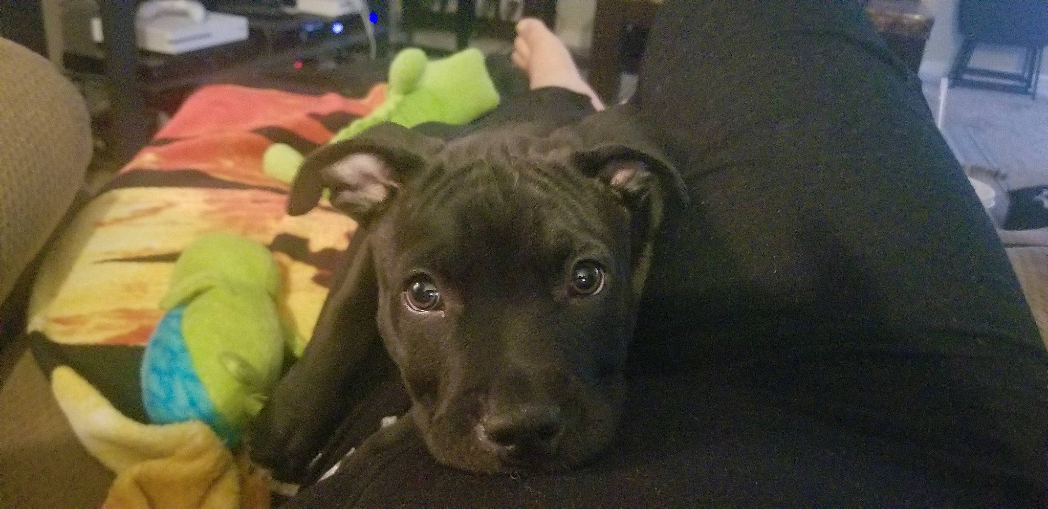 Raider is registered to the contest to win money with this photo: american_pit_bull_terrier, american_staffordshire_terrier, canidae, carnivore, dog, dog_breed, fawn, labrador_retriever, mammal, non_sporting_group, pit_bull, snout, sporting_group, staffordshire_bull_terrier, vertebrate