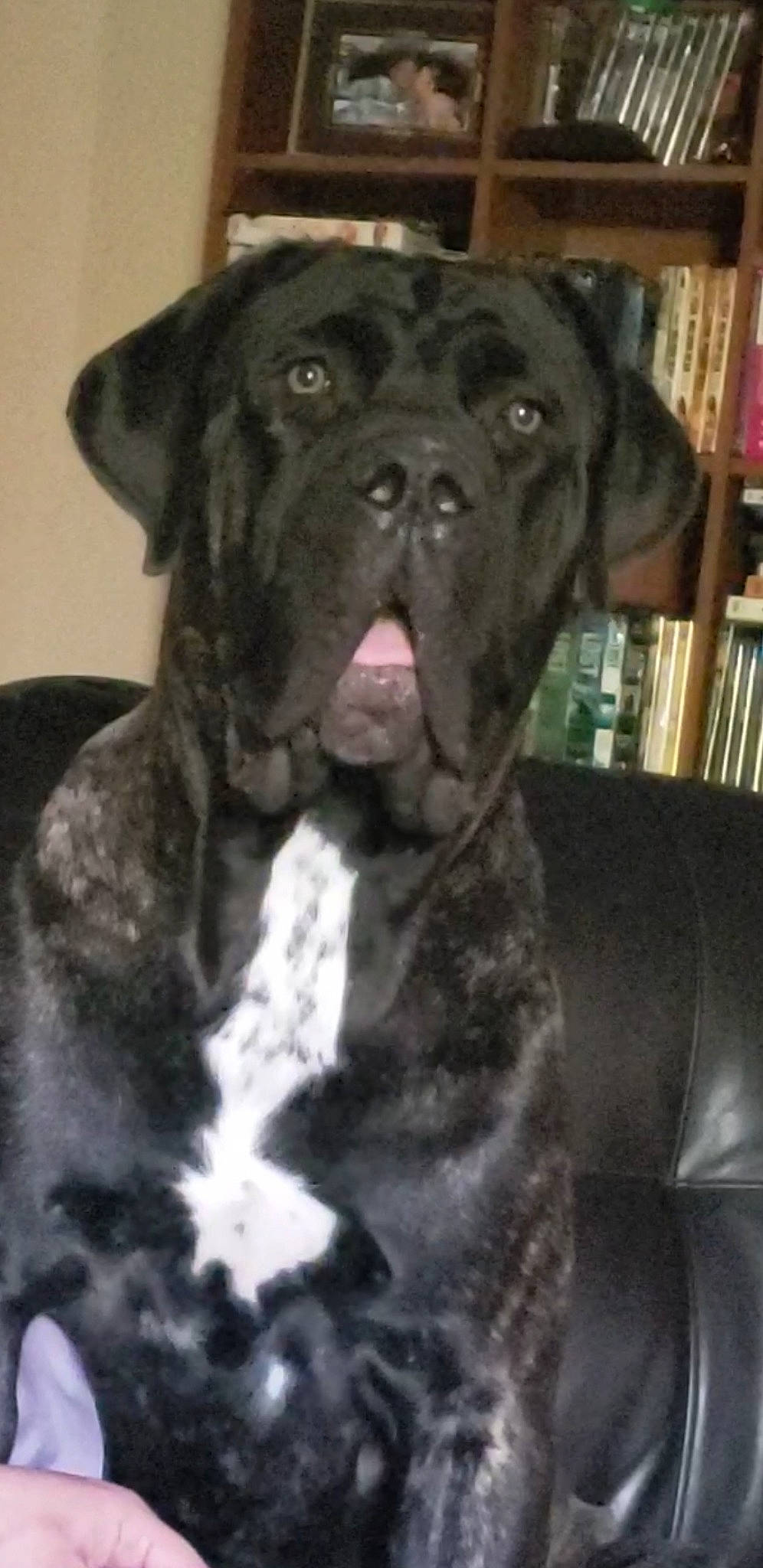 Nala Girl joined the competition — help win amazing prizes! alaunt, bandog, boerboel, boxer, bullmastiff, cane_corso, canidae, carnivore, dog, dog_breed, giant_dog_breed, guard_dog, mammal, molosser, non_sporting_group, perro_de_presa_canario, rare_breed_dog, sporting_group, vertebrate, working_dog