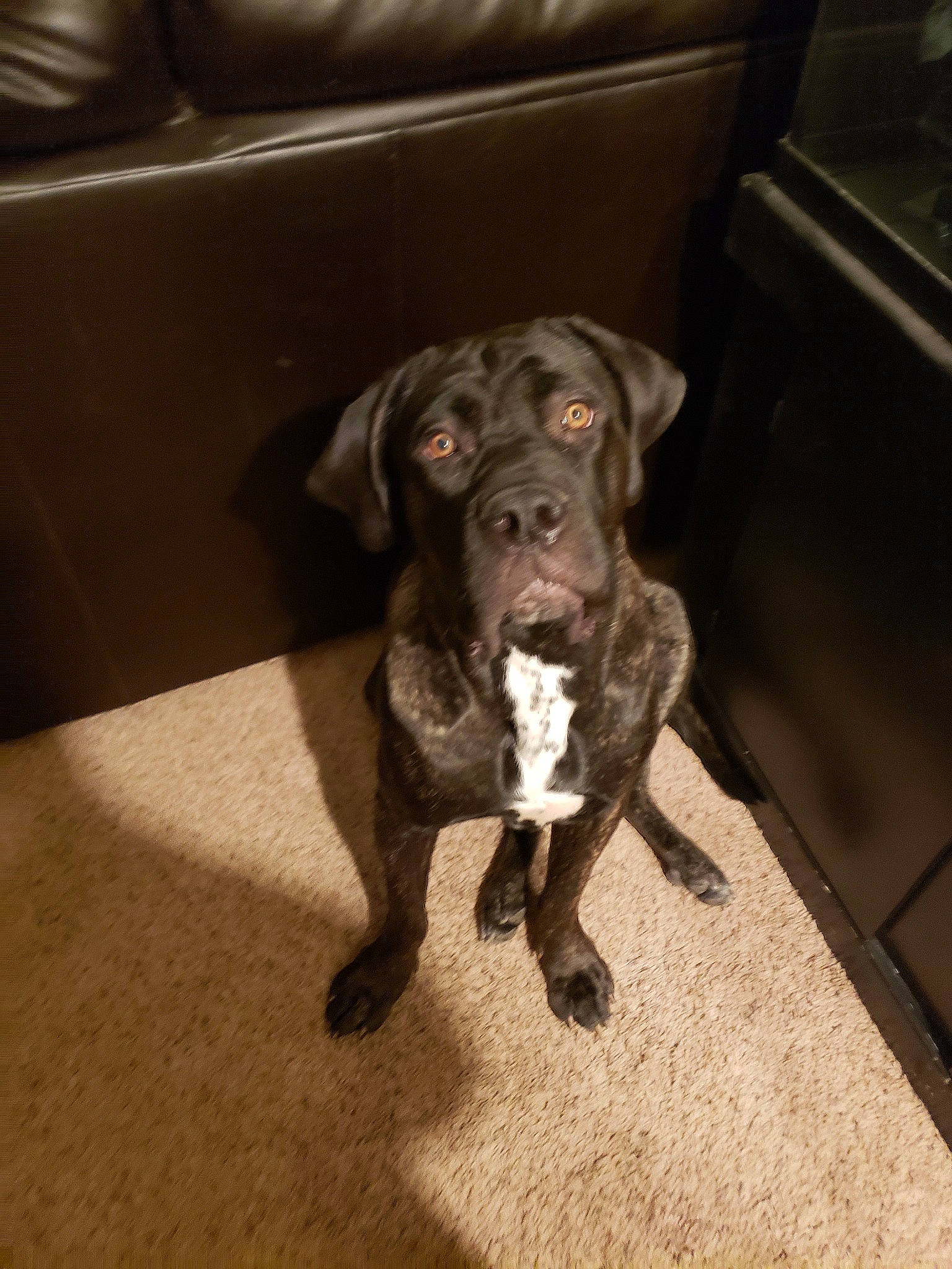 Nala Girl joined the competition — help win amazing prizes! bandog, boxer, cane_corso, canidae, carnivore, companion_dog, dog, dog_breed, english_mastiff, fawn, guard_dog, mammal, molosser, non_sporting_group, puppy, rare_breed_dog, snout, sporting_group, vertebrate, working_dog