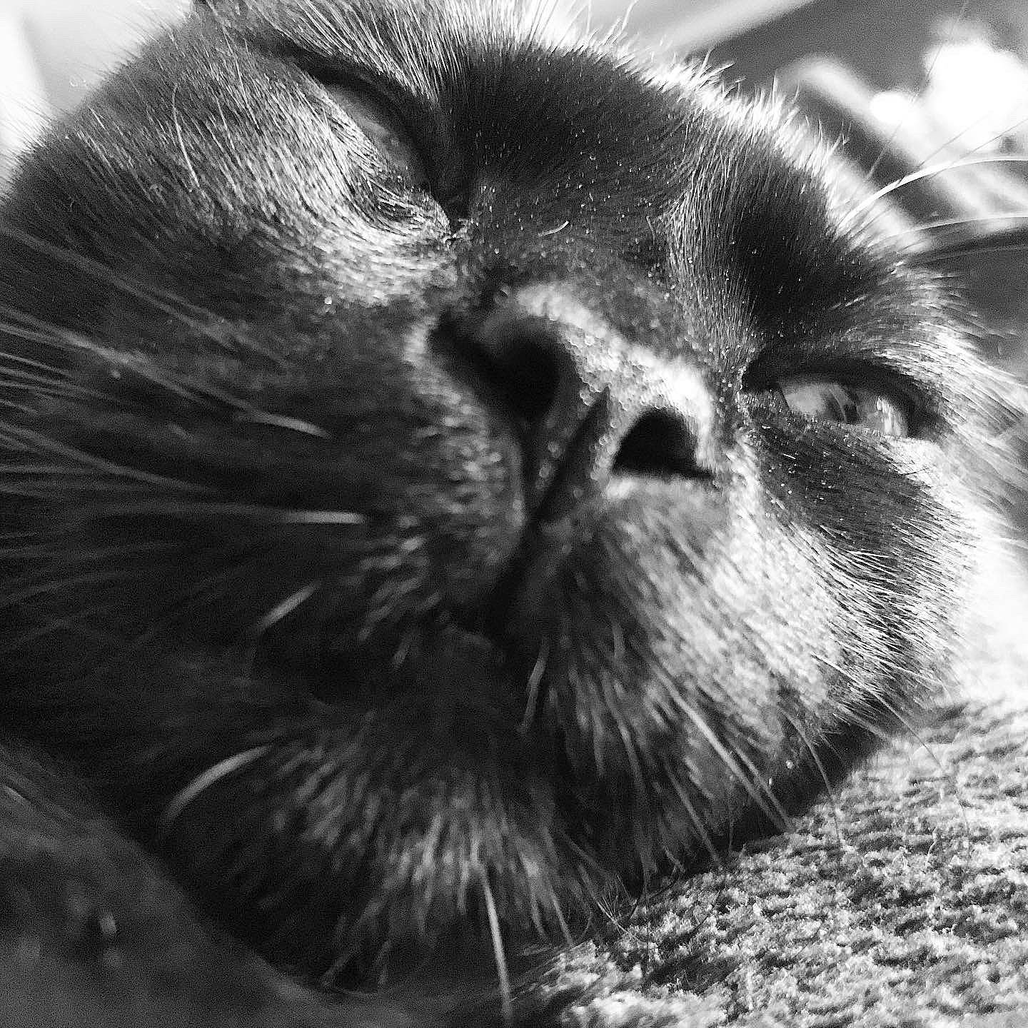 Goya a rejoint le concours — aidez-le/la à gagner de superbes lots ! black_and_white, black_cat, carnivore, cat, close_up, domestic_long_haired_cat, felidae, fur, norwegian_forest_cat, persian, photography, small_to_medium_sized_cats, snout, whiskers