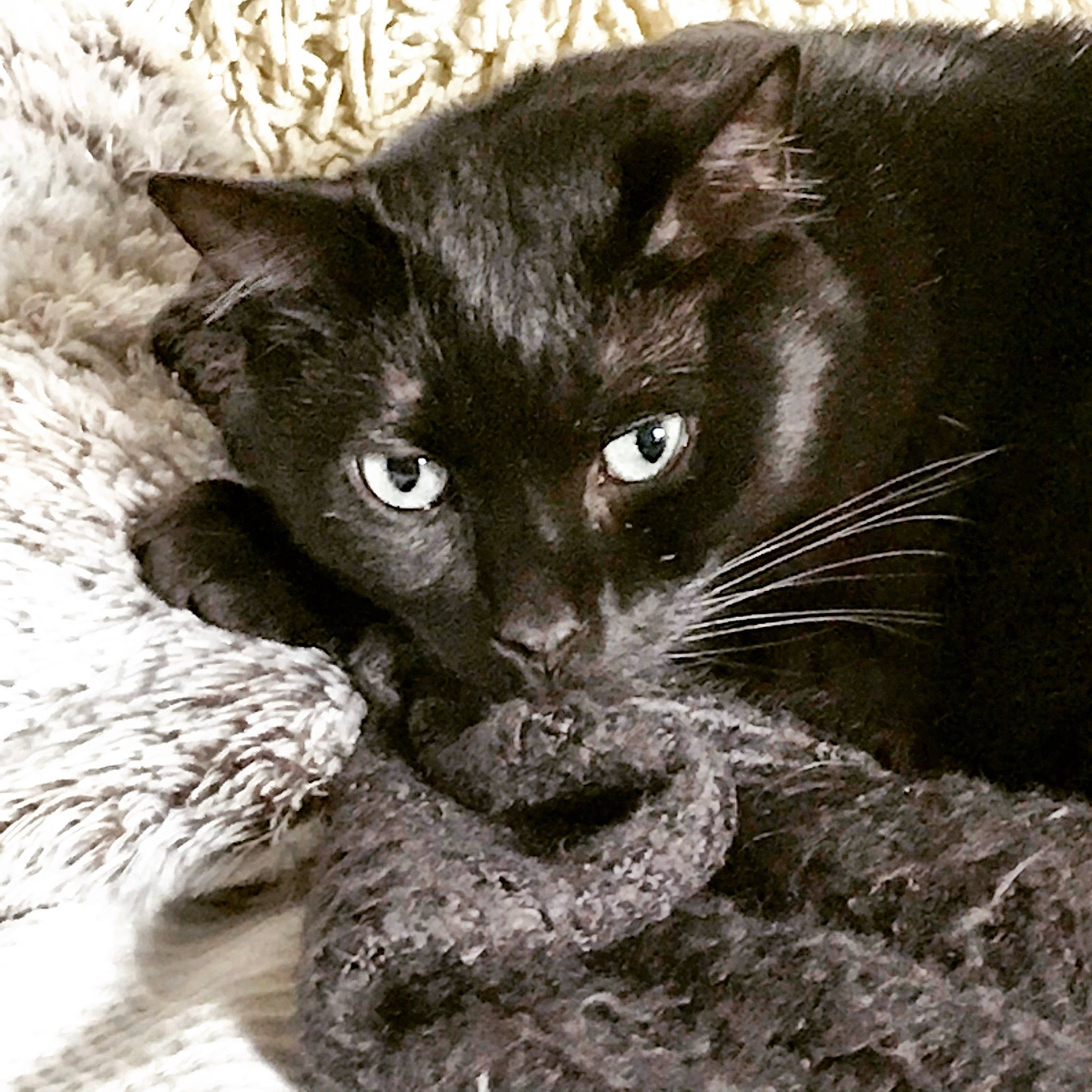 Goya participe au concours pour gagner de l'argent avec cette photo : asian, big_cats, black_and_white, black_cat, burmese, carnivore, cat, domestic_short_haired_cat, eye, felidae, fur, havana_brown, kitten, mammal, photography, small_to_medium_sized_cats, snout, whiskers, wildlife