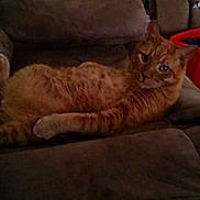 Cheddar is registered to the contest to win money with this photo: cat, ginger_cat, furniture, couch, indoor, pet, relaxed, brown, blanket, animal, mammal, living_room, cozy, resting, feline, domestic_animal, cute, looking, comfortable, home