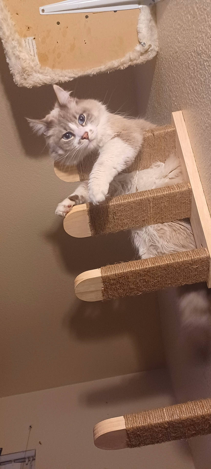 Bubba