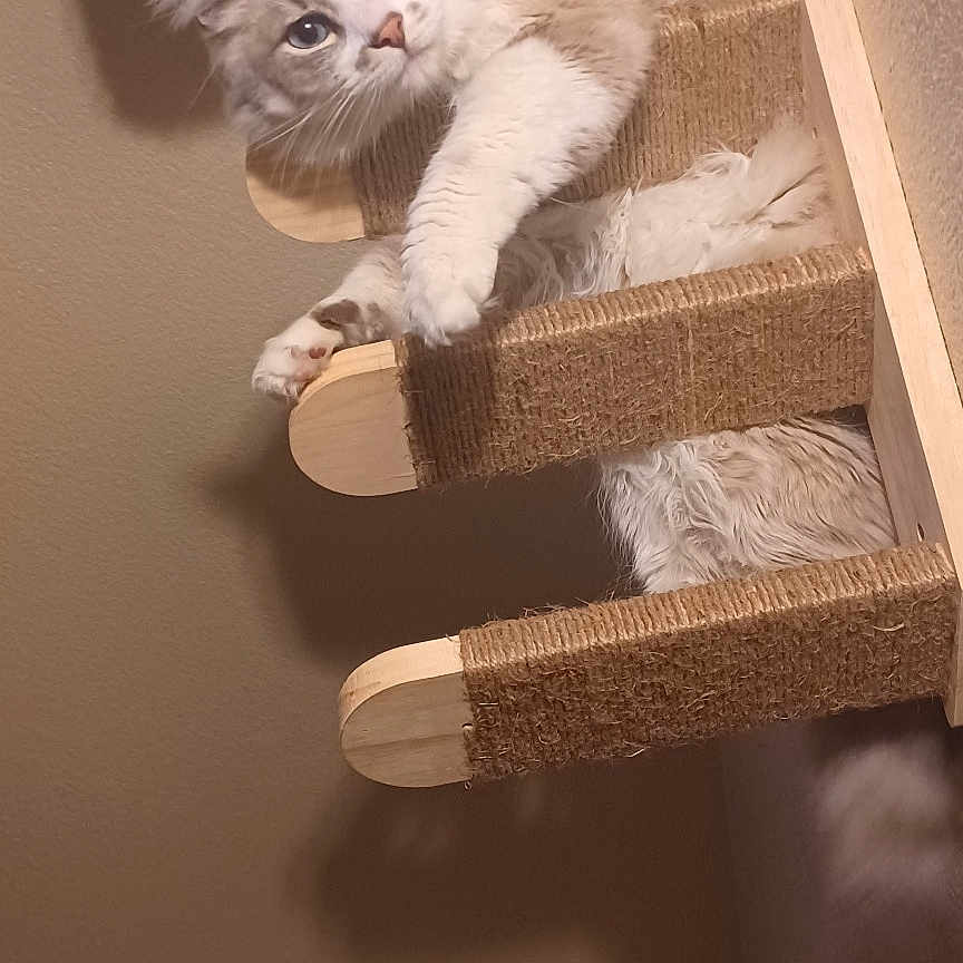Bubba
