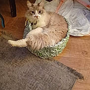 Bubba is registered to the contest to win money with this photo: cat, fluffy_cat, basket, indoor, floor, rug, wooden_floor, furniture, curious, pet, domestic_animal, relaxed, paw, cozy, home, animal, resting, looking_at_camera, light, shadow