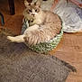 cat, fluffy_cat, basket, indoor, floor, rug, wooden_floor, furniture, curious, pet, domestic_animal, relaxed, paw, cozy, home, animal, resting, looking_at_camera, light, shadow