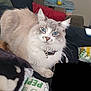 Bubba is registered to the contest to win money with this photo: cat, blue_eyes, fluffy, indoor, couch, blanket, pet, feline, collar, bell, relaxed, home, cozy, fur, whiskers, domestic_animal, resting, closeup, animal, cute