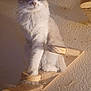 Bubba is registered to the contest to win money with this photo: cat, feline, pet, indoor, perched, wooden_shelf, wall_mount, fur, animal, whiskers, ears, paws, looking, calm, texture, shadow, light, home, resting, cute