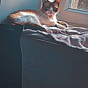 Milky a rejoint le concours — aidez-le/la à gagner de superbes lots ! cat, feline, window, windowsill, towel, blanket, sunlight, indoor, lounging, pet, whiskers, ears, coat, relaxed, cozy, stare, wall, fabric, ledges, home