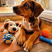 Nino participe au concours pour gagner de l'argent avec cette photo : puppy, dog, toy, plush_toy, rope_ball, rubber_bone, orange_ball, floor, tile, window, sunlight, indoor, pet, animal, cute, brown_dog, looking_up, paws, closeup, young_dog