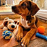 puppy, dog, toy, plush_toy, rope_ball, rubber_bone, orange_ball, floor, tile, window, sunlight, indoor, pet, animal, cute, brown_dog, looking_up, paws, closeup, young_dog