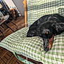 Gyoza participe au concours pour gagner de l'argent avec cette photo : dog, dachshund, sleeping, cushion, green_checkered, indoor, sunlight, wooden_floor, furniture, pet, cozy, resting, black_dog, brown_markings, nap, domestic, animal, cute, home, quiet