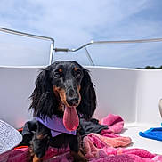 Gyoza participe au concours pour gagner de l'argent avec cette photo : dog, dachshund, black_and_tan, tongue_out, life_jacket, boat, towels, outdoor, pet, sunny, sky, water, happy, panting, fur, animal, cute, summer, vacation, playful