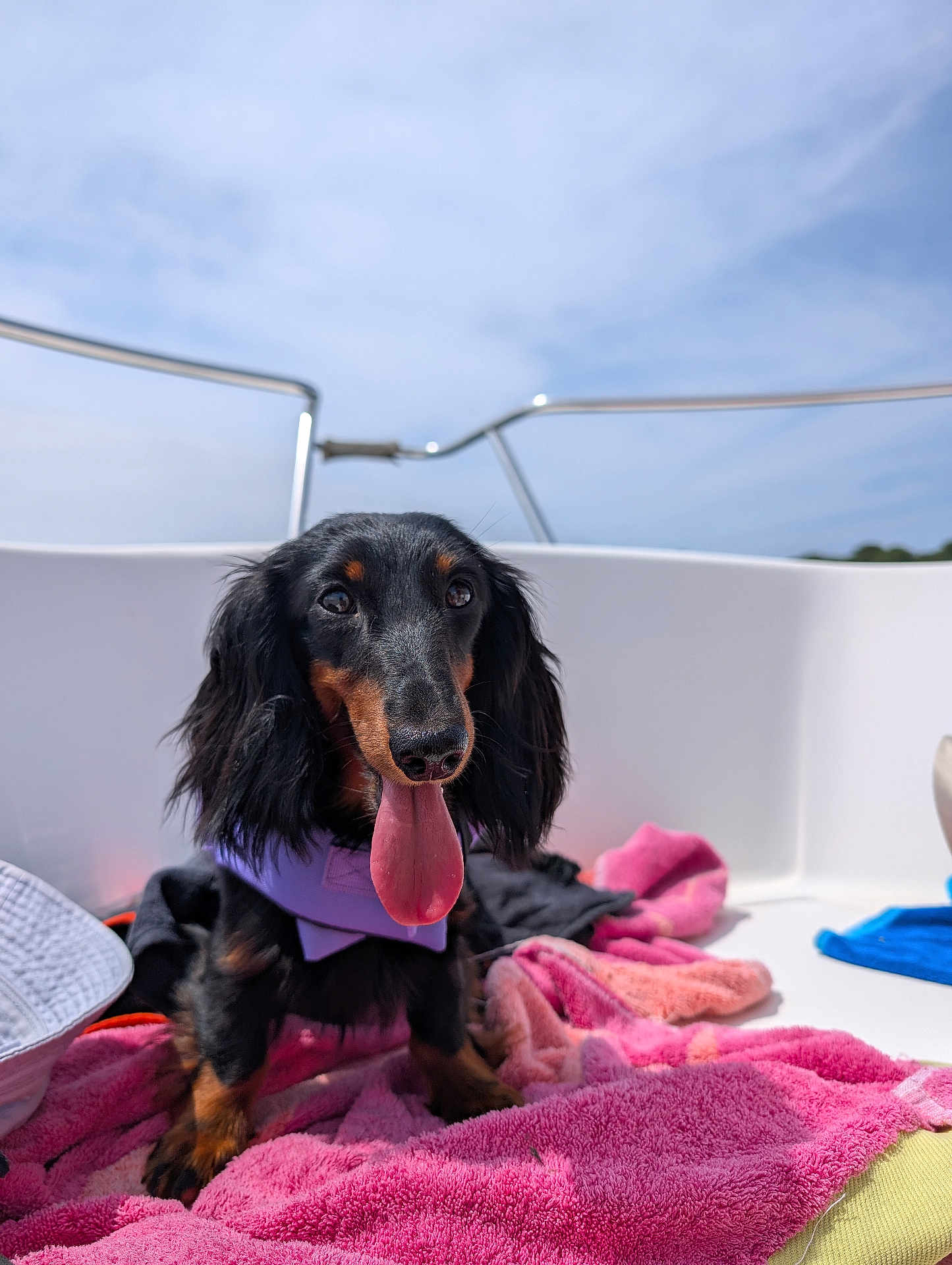 Gyoza participe au concours pour gagner de l'argent avec cette photo : dog, dachshund, black_and_tan, tongue_out, life_jacket, boat, towels, outdoor, pet, sunny, sky, water, happy, panting, fur, animal, cute, summer, vacation, playful